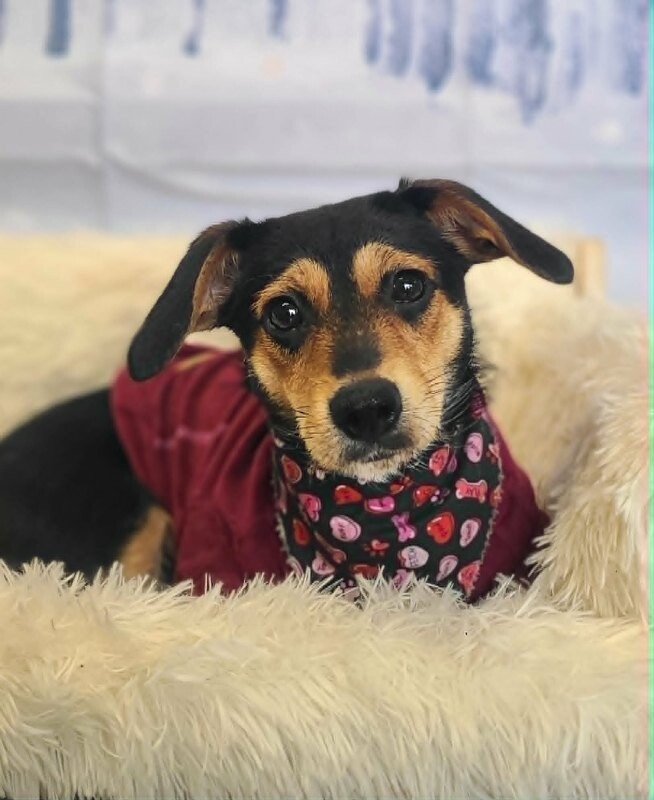 Picture of the Animal Listed